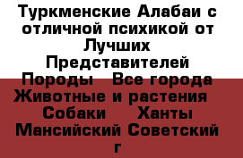 Туркменские Алабаи с отличной психикой от Лучших Представителей Породы - Все города Животные и растения » Собаки   . Ханты-Мансийский,Советский г.
